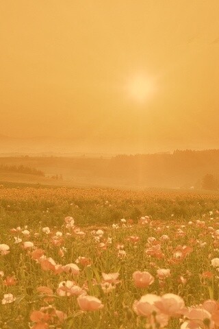 Цветущие поля обои