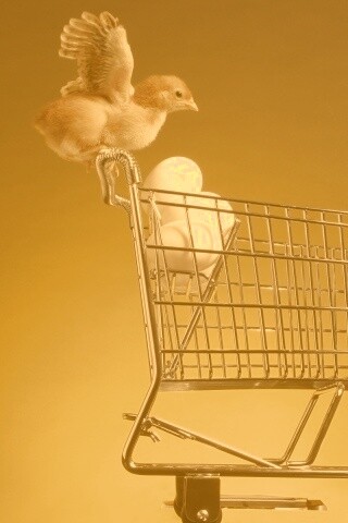 Цыплёнок покупает яйца обои