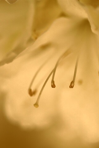 Цветок орхидеи обои