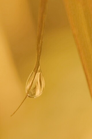 Стекающая капля обои