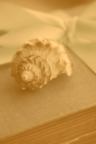 Ракушка на подарочном альбоме обои