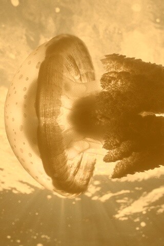 Коричневая медуза обои