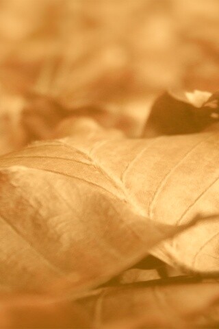 Мертвые листья обои