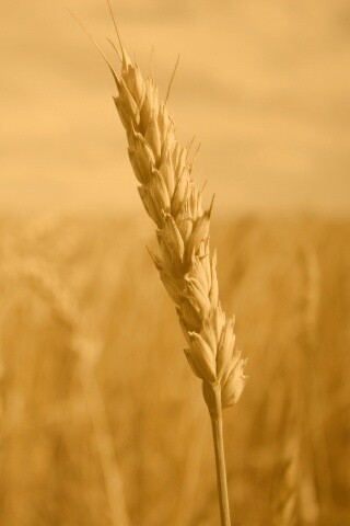 Колосок обои