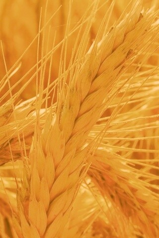 Зреющий колос обои
