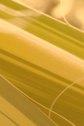 Желто-зеленые травинки обои