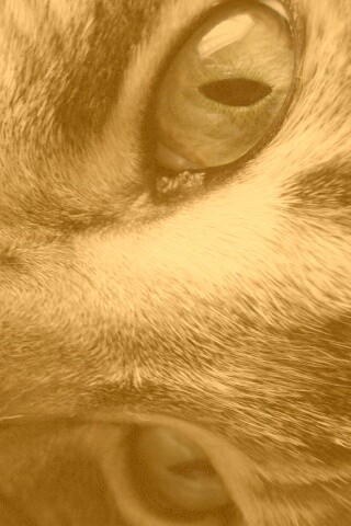 Мордашка кота крупным планом обои