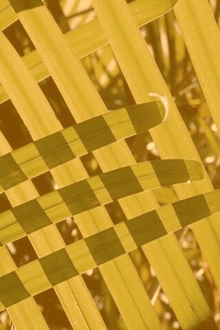 Пересекающиеся травинки обои