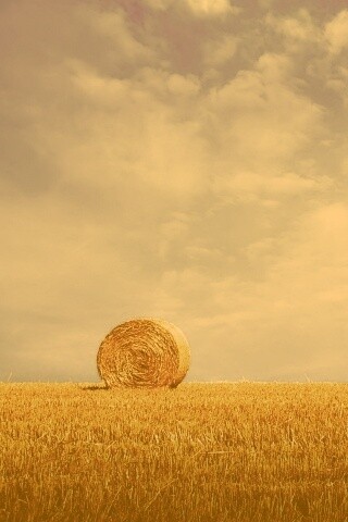 СОломеннынй рулон обои