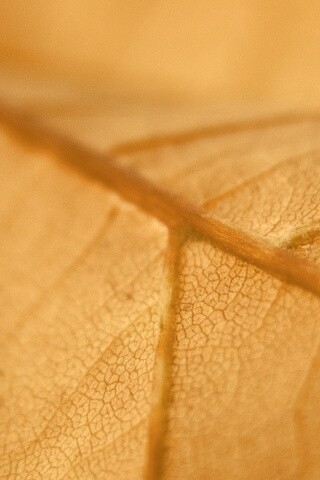 Желтый лист обои