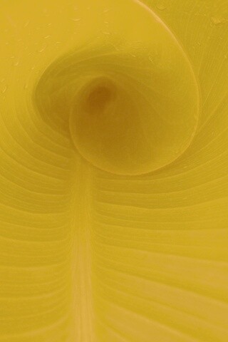 Свернутый в трубочку лист обои