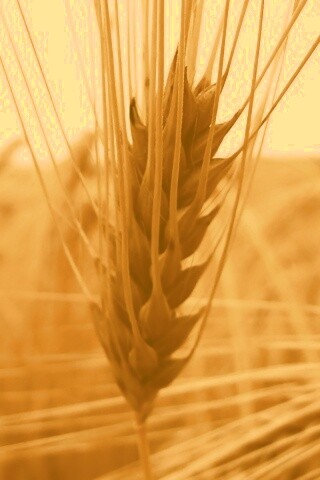 Короткий колос обои