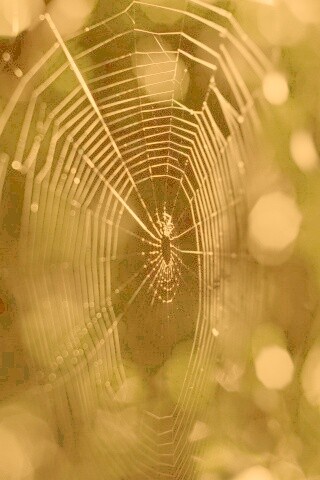 Круглая паутина обои