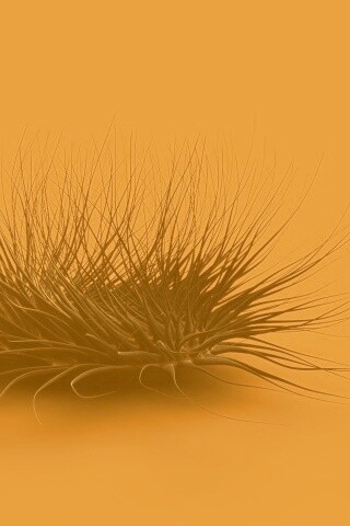 Волосатая мочалка обои