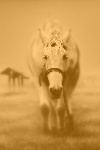 Лошадка обои