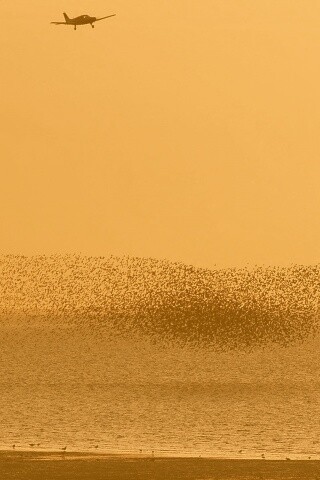 Взлетающая стая птиц обои