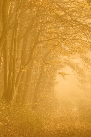 Дорожка заваленная листьями обои