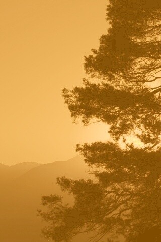 Силуэт дерева на закате обои