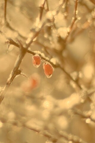Замерзшие ягоды обои