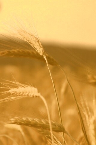 Колоски на ветру обои