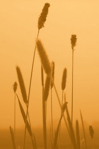 Травинки на фоне золотого неба обои