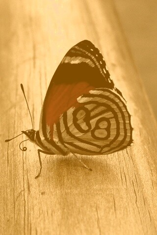 Бабочка на бревне обои