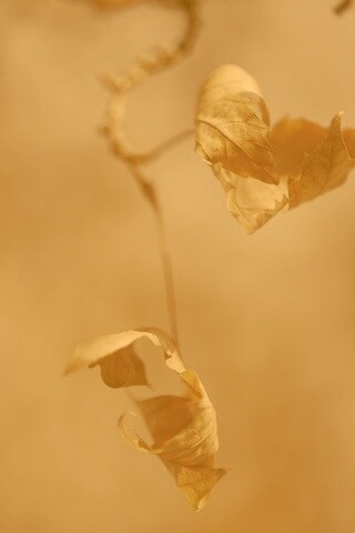 Увядшие листья обои