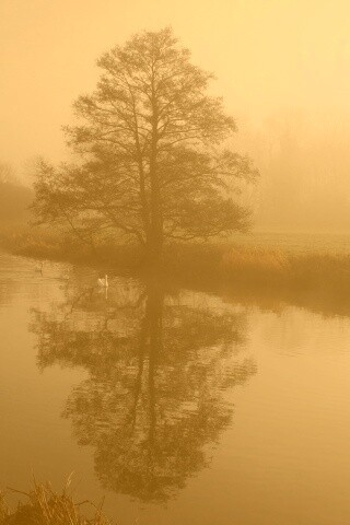 Дерево в тумане обои