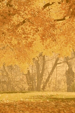 Размашистое осеннее дерево обои