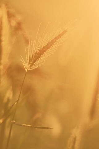 Травинки на солнце обои