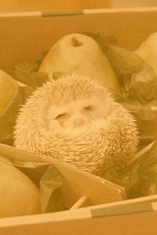 Ёжик в грушах обои