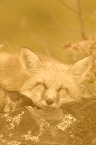 Спящая лиса обои