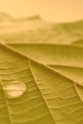 Капля на листе обои