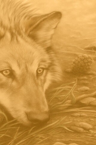 Волк отдыхает обои