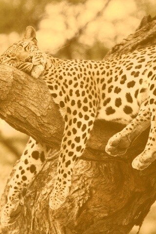 Спящий гепард обои