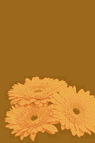 Красные герберы обои