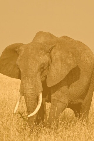 Африканский слон обои