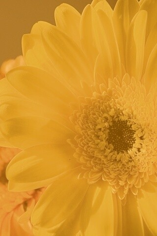 Желтый гербер обои