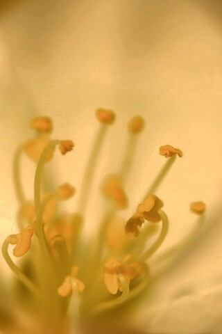 Желтые тычинки обои