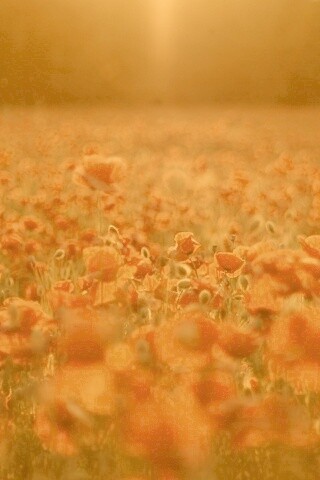 Маки в полях обои