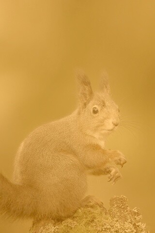 Белку застали врасплох обои