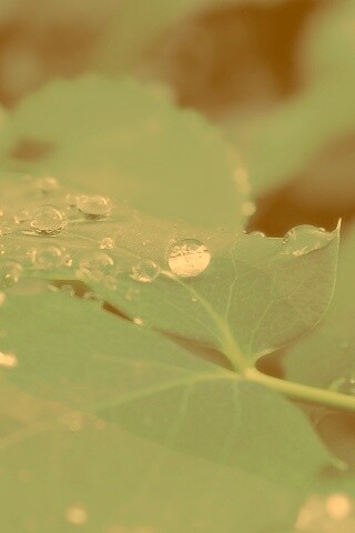 Синеватый лист обои