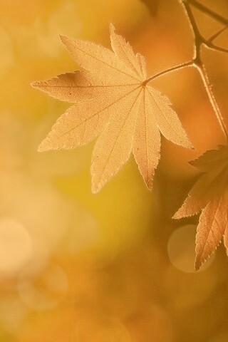 Осенние листья обои