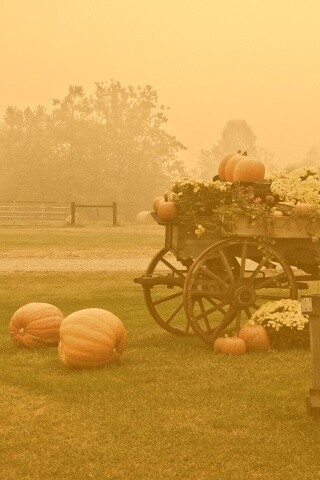 Урожай тыков обои