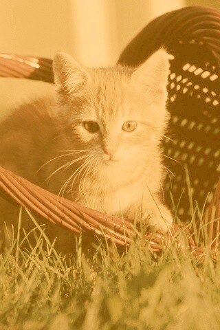 Рыжий котенок в корзине обои