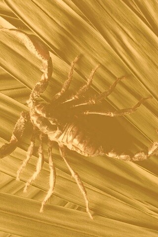 Скорпион на траве обои