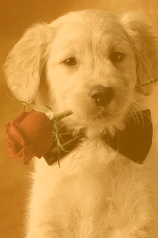 Щенок с розой в зубах обои