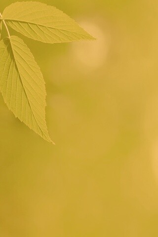 Два листа обои