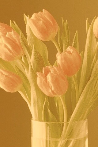 Букет тюльпанов обои