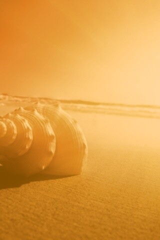 Золотистая ракушка обои